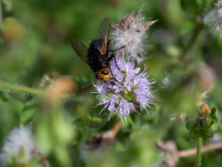 Syrphe sur fleur.
