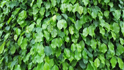 green leaves background