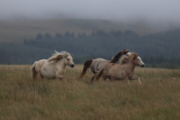 Obraz premium Wild Welsh Mountain Horses in Brecon Beacon National Park