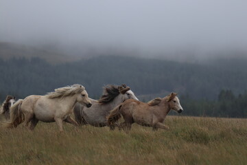 Wild Welsh Mountain Horses in Brecon Beacon National Park
