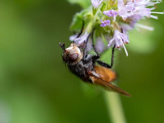 Mouche sur fleur.