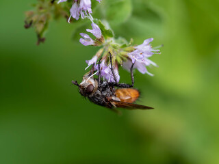 Mouche sur fleur.