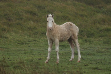 Wild Welsh Mountain Pony in Brecon Beacon National Park