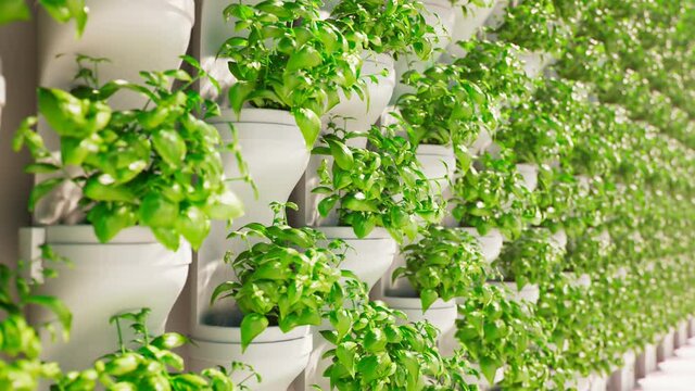 Green wall.Hydroponic in the greenhouse. Herb plantation with watering system.