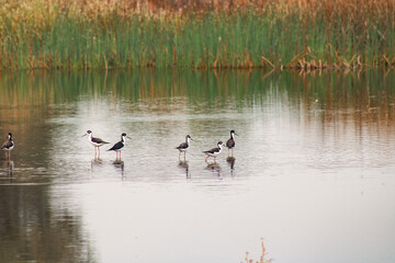 Wild birds in their natural habitat