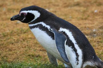 Obraz premium Smiling Penguin