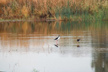 Wild birds in their natural habitat