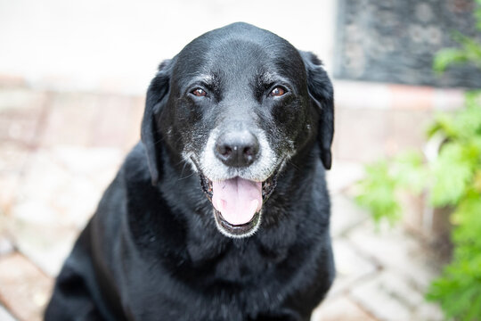black labrador retriever dog portrait smile
