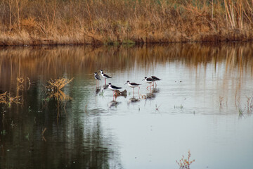 Wild birds in their natural habitat