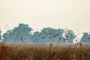 Wild birds in their natural habitat