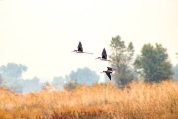 Fototapeta premium Wild birds in their natural habitat