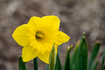a bright yellow daffodil with a soft out of focus background