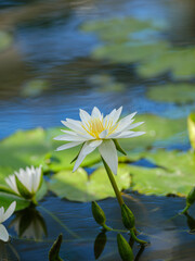 熱帯睡蓮（スイレン）