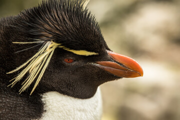 Naklejka premium Rockhopper penguin at the Falkland Islands