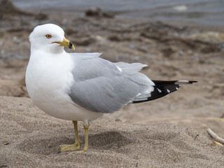a seagull on a beach looking over its shoulder