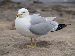 a seagull on a beach looking straight ahead to the left