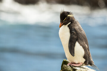 Fototapeta premium Rockhopper penguin at the Falkland Islands