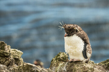 Rockhopper penguin at the Falkland Islands