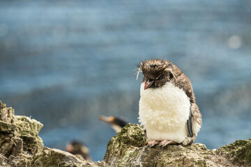 Rockhopper penguin at the Falkland Islands