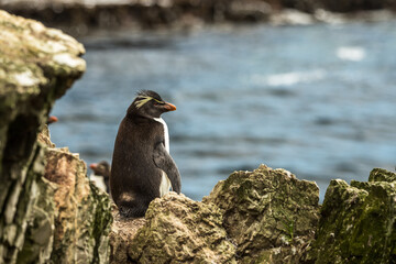 Rockhopper penguin at the Falkland Islands