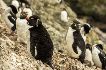 Naklejka premium Rockhopper penguin at the Falkland Islands