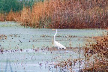 Wild birds in their natural habitat