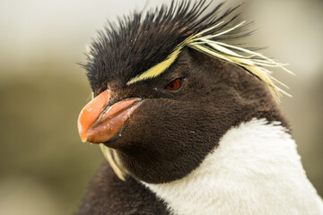 Naklejka premium Rockhopper penguin at the Falkland Islands