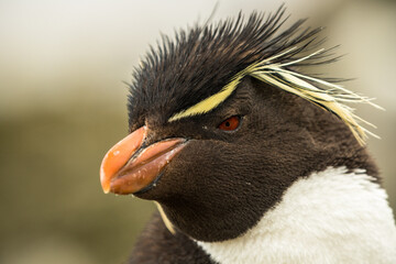 Naklejka premium Rockhopper penguin at the Falkland Islands