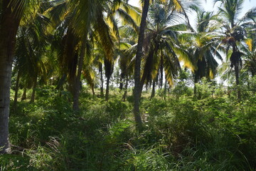 bosque de palmas