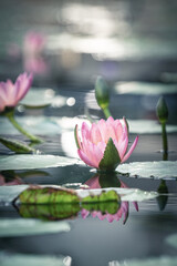 熱帯睡蓮（スイレン）