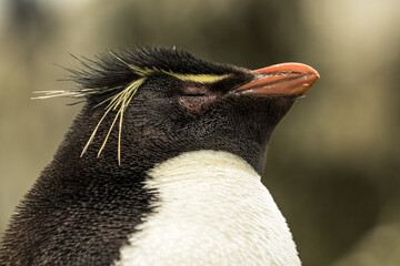 Naklejka premium Rockhopper penguin at the Falkland Islands