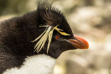 Naklejka premium Rockhopper penguin at the Falkland Islands
