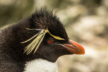 Naklejka premium Rockhopper penguin at the Falkland Islands
