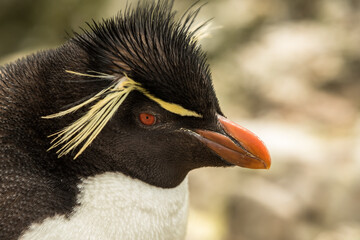 Naklejka premium Rockhopper penguin at the Falkland Islands