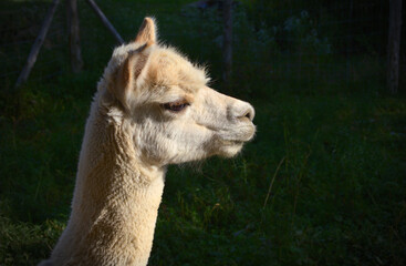 alpaca llama wool farm mammal animal head portrait © Jacques Durocher