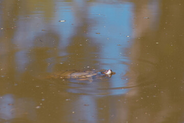 Turtle Peaking head out the pond on a beautiful sunny day 