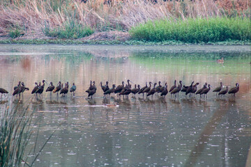 Wild birds in their natural habitat