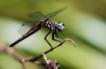 close up of a dragonfly