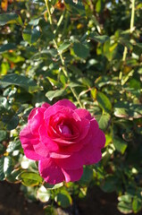 Pink Flower of Rose 'Manou Meilland' in Full Bloom
