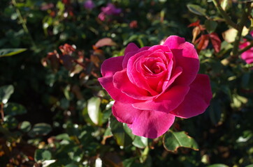 Pink Flower of Rose 'Manou Meilland' in Full Bloom

