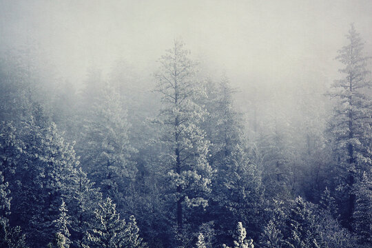 fog in the forest with snow covered trees