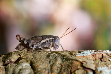 Image of a Brown grasshopper (Acrididae) on natural background. Insect. Animal