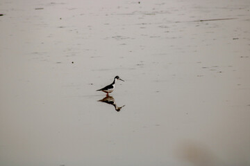 Wild birds in their natural habitat