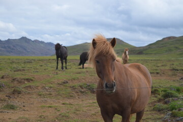 Horses on Icelandic Farm with Mountains in the background