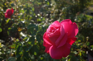 Red Flower of Rose 'Maria Callas' in Full Bloom
