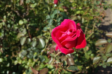 Red Flower of Rose 'Maria Callas' in Full Bloom
