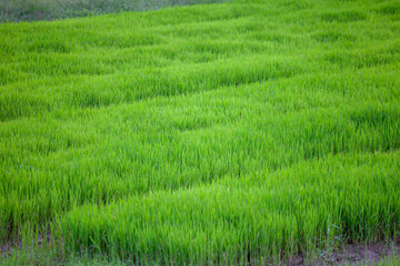 Sapling of rice growing in the  rice fields