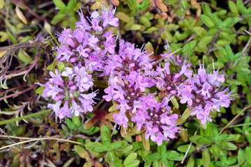 イブキジャコウソウ（北海道・知床）