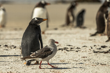 Gentoo penguins at the Falkland Islands