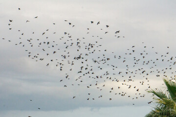flock of birds fly at sunset